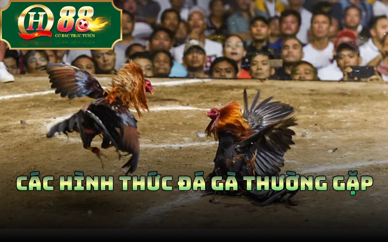 Các hình thức đá gà thường gặp