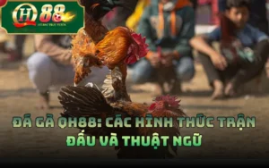 Đá Gà QH88: Các Hình Thức Trận Đấu Và Thuật Ngữ